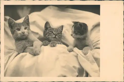 Ansichtskarte  Tiere - Katzen drei Kätzschen im Bett Fotokunst 1938