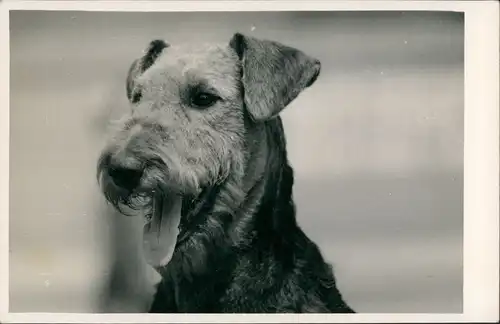 Tiere - Hunde Hund auf Foto (Photo Atelier Praha, Prag) 1960 Privatfoto