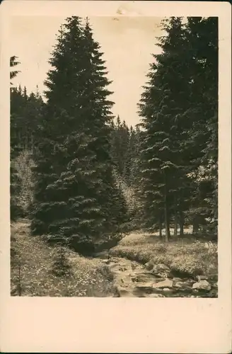 Ansichtskarte Altenbrak Umland-Ansicht Harz Region Wald Bachlauf 1932