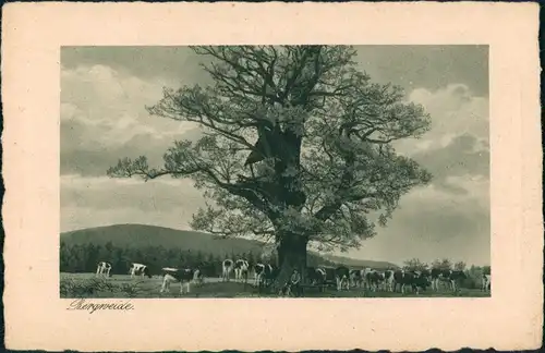Ansichtskarte  Stimmungsbild Natur "Bergweide" Weide Kühe großer Baum 1920