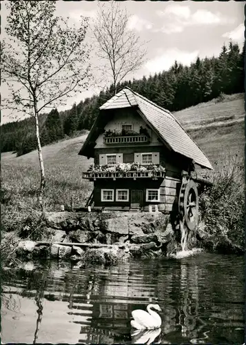 Vöhrenbach Hochschwarzwald Schwarzwald Mühle Schwan Teich 1965