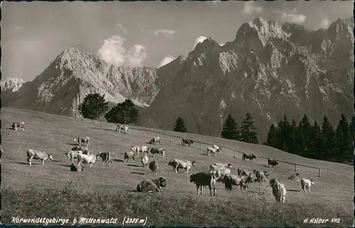 Mittenwald Karwendelgebirge Mittenwald Berg Panorama mit Kühen 1960