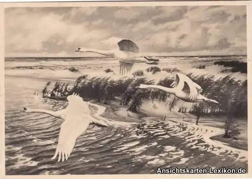 Haffwinkel (Kreis Labiau) Bild: "Höckerschwäne über dem Haffwinkel" 1930