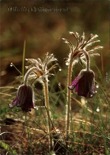 Müritz Nationalpark: Wiesen-Kuhschelle (Pflanze) Ansichtskarte 1990