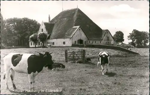 Eiderstedt Eiderstedt, Husum, Roter Hauberg, Tiere Kühe Bauernhof 1960