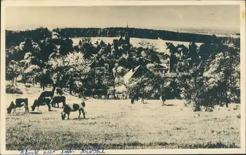 Dorf Blick, Weide mit Kühen (Ort unbekannt) Privatfoto-AK 1950 Privatfoto