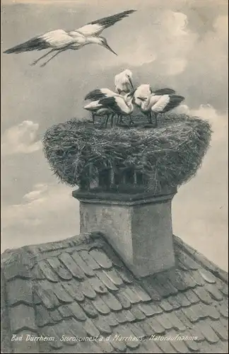Ansichtskarte Bad Dürrheim Storchennest auf dem Pfaarhaus 1918
