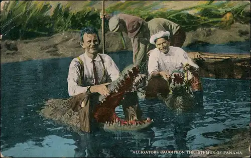 Postcard Panama-Stadt Panamá ALLIGATORS CAUGHT ON THE ISTHMUS 1914