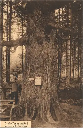 Ansichtskarte Bad Wildbad Große Tanne im Rollwassertal 1917
