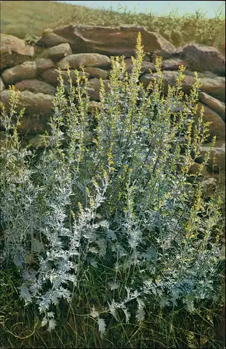 Artemisia absinthium L. Wermut, Beifuß. (Compositae) Gehe  Dresden-N. 1911
