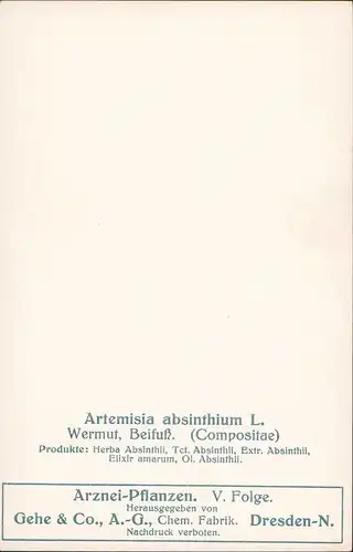 Artemisia absinthium L. Wermut, Beifuß. (Compositae) Gehe  Dresden-N. 1911