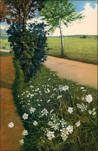 Pimpinella, saxifraga L. Gemeine Bibernelle, Steinbibernell, Gehe  Dresden 1911