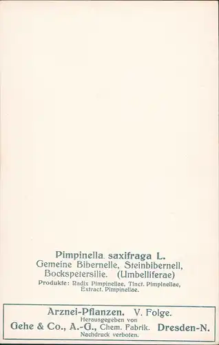 Pimpinella, saxifraga L. Gemeine Bibernelle, Steinbibernell, Gehe  Dresden 1911