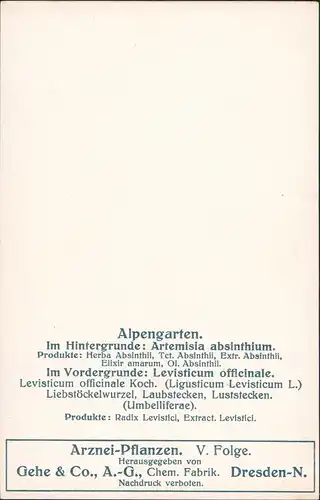 Alpengarten Im Hintergrunde: Artemisia absinthium. Gehe & Co.,   Dresden-N 1911