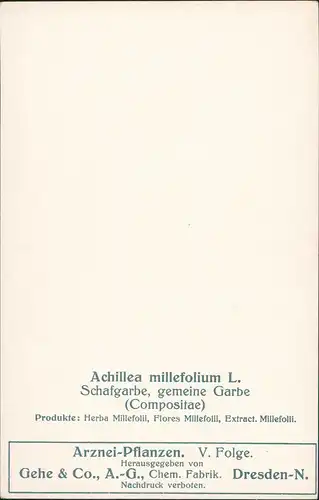 Achillea millefolium L. Schafgarbe, gemeine Garbe Gehe & Co., A.-G., Chem. Fabrik. Dresden-N. 1911