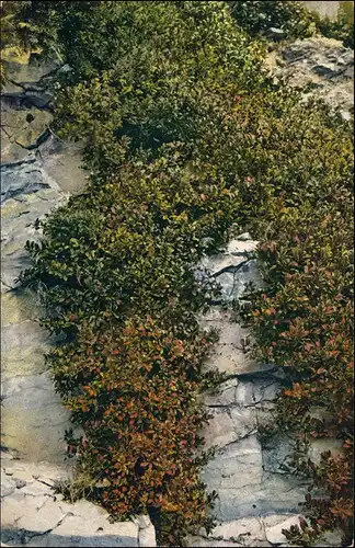 Arctostaphylos Uvae Ursi L. Sprengel. Bärentraube, Wolfsbeere (Ericaceae). 1909