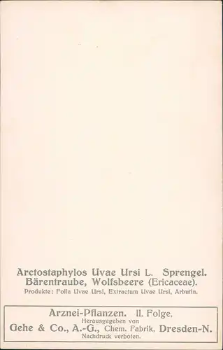 Arctostaphylos Uvae Ursi L. Sprengel. Bärentraube, Wolfsbeere (Ericaceae). 1909