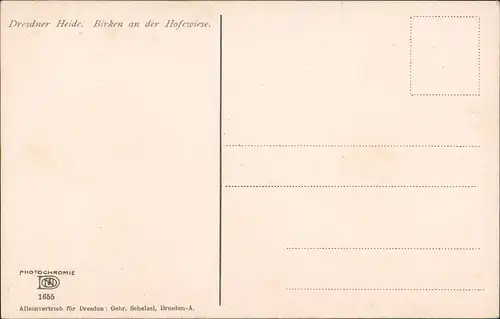 Ansichtskarte Langebrück-Dresden Hofewiese - Birken 1915