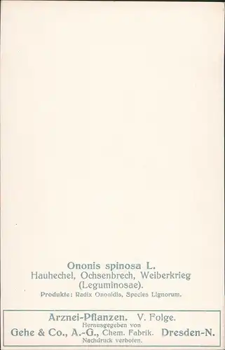 Ononis spinosa L. Gehe & Co., A.-G., Chem. Fabrik. Dresden-N. 1911