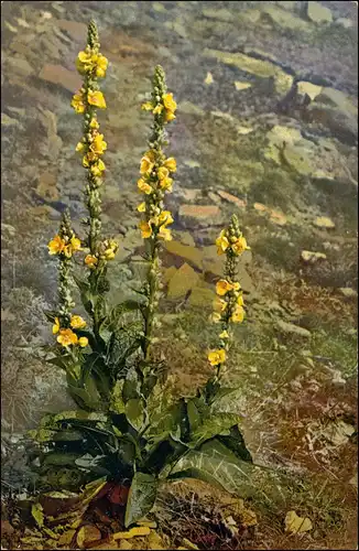 Verbascum thapsiforme Königskerze, Wollblume   Produkte: Flores Verbasci. 1912