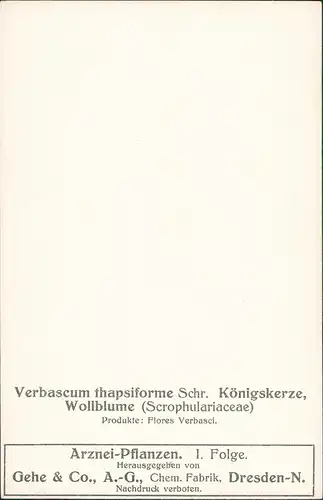 Verbascum thapsiforme Königskerze, Wollblume   Produkte: Flores Verbasci. 1912