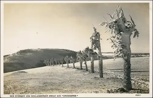 Niklasberg Mikulov v Krušných horách vereiste Bäume - Erzgebirge 1932 Privatfoto