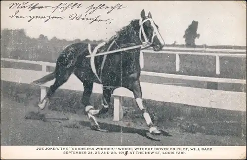 Postcard St. Louis St. Louis Fair - Rennpferd Horse Joe Joker 1912