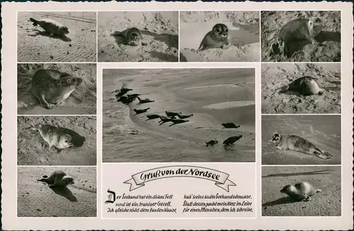 Ansichtskarte Juist MB: Robben am Strand 1962