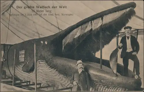 Der größte Walfisch Welt 23m gefangen am 3. Juni 1901 bei der Insel Sarö 1901