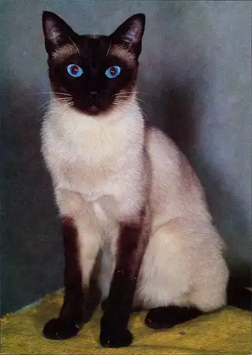 Tier: Khmer-Katze, weiße Kartze, schwarze Pfoten, blaue Augen 1980