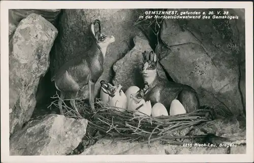 Ansichtskarte  Gemsennest 1932