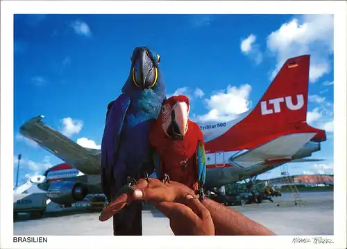 Recife Flughafen Airport LTU Flugzeug Arara Pagageien Vögel 2000