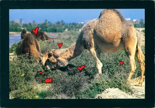 Le chameau d'El Jem Tiere Kamele "verliebt" Tunesien Tunisi animals 2000