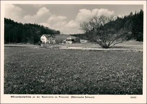 Ansichtskarte Hohnstein (Sächs. Schweiz) Polenztal Bockmühle 1966