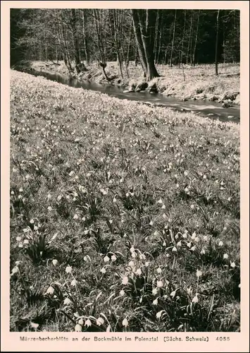 Hohnstein (Sächs. Schweiz) Polenztal Märzenbecher Bockmühle 1965