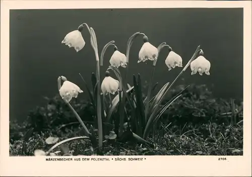 Ansichtskarte Hohnstein (Sächs. Schweiz) Polenztal Märzenbächer 1966