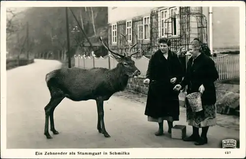 Ansichtskarte Schmilka Zehnender Fütterung Straße M. Seidel Schmilka 1935