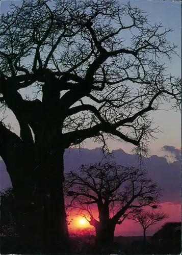 .Tansania Sunset with Baobab trees (Baum Bäume Sonnenuntergang) 1991/1990