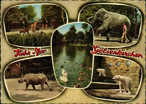 Gelsenkirchen Ruhr Zoo Tiere Elefant, Giraffe, Nashorn, Eisbär 1967