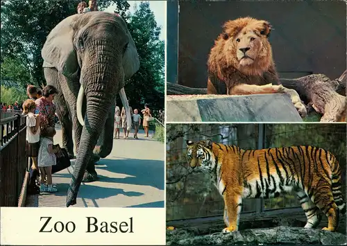 Basel Zoologischer Garten Zoo, Elefant, Löwe & Tiger, Tiere 1970