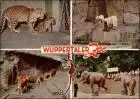 Elberfeld-Wuppertal Zoo Tiere Tiger, Eisbären, Löwe, Elefant Mehrbildkarte 1968