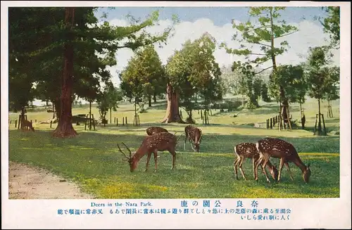 Postcard Japan Ansichten Japan Deers Nara Park, Rehe, Hirsch Tiere 1930