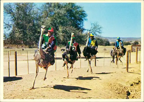 Postcard Oudtshoorn Ostriches racing at full speed 1995