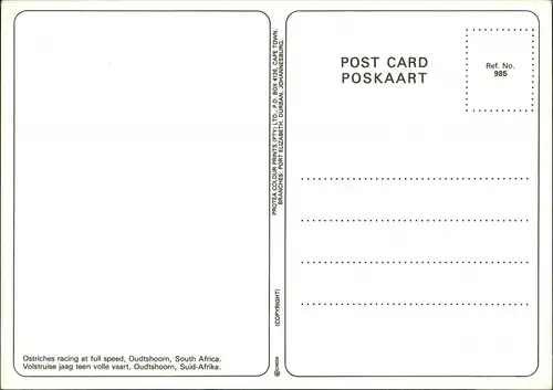 Postcard Oudtshoorn Ostriches racing at full speed 1995