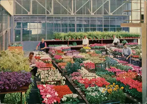 Postkaart Aalsmeer Centrale Aalsmeerse Veiling Topf-Pflanzen Markt 1960