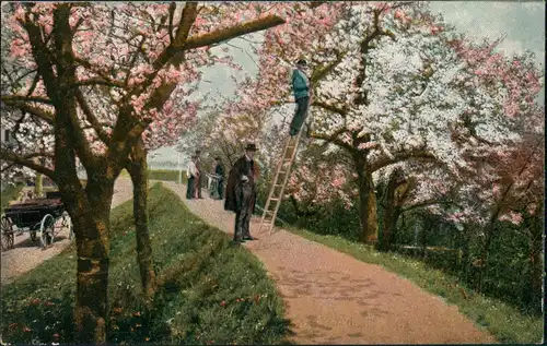 Ansichtskarte Lühe Ernte Altenlande 1907
