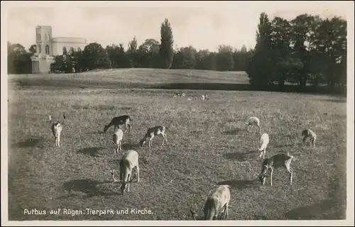 Ansichtskarte Putbus Tiergarten Rehe 1932