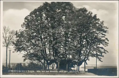 Ansichtskarte Augustusburg Erzgebirge Alte Linde - Fernsicht 1930