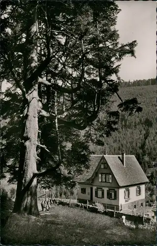 Ansichtskarte Bad Wildbad Forsthaus große Tanne 1965
