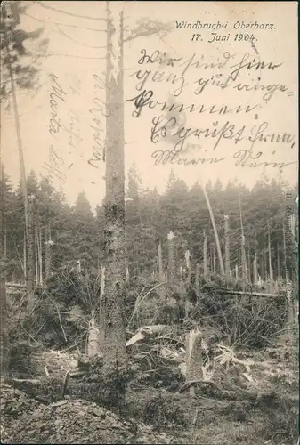 Ansichtskarte Hahnenklee-Bockswiese-Goslar Windbruch 17. Juni 1904